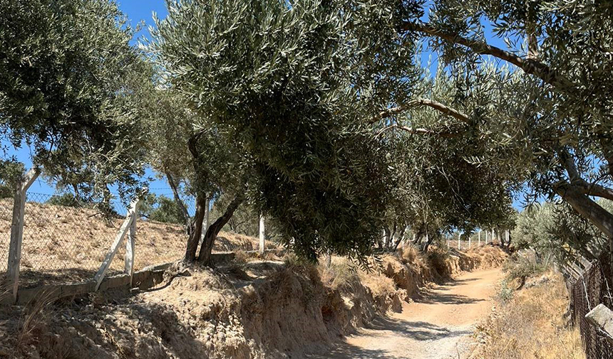 Zeytin rekolte tahmin çalışmaları başladı