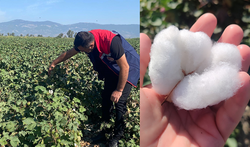 Pamukta zararlı yoğunluğuna rastlanmadı