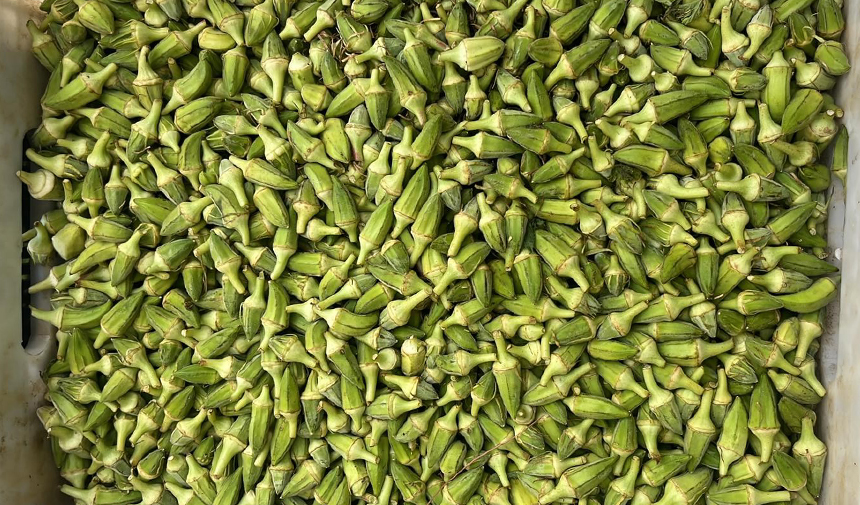 Kardeşköy'de bamya sezonu hız kesmiyor