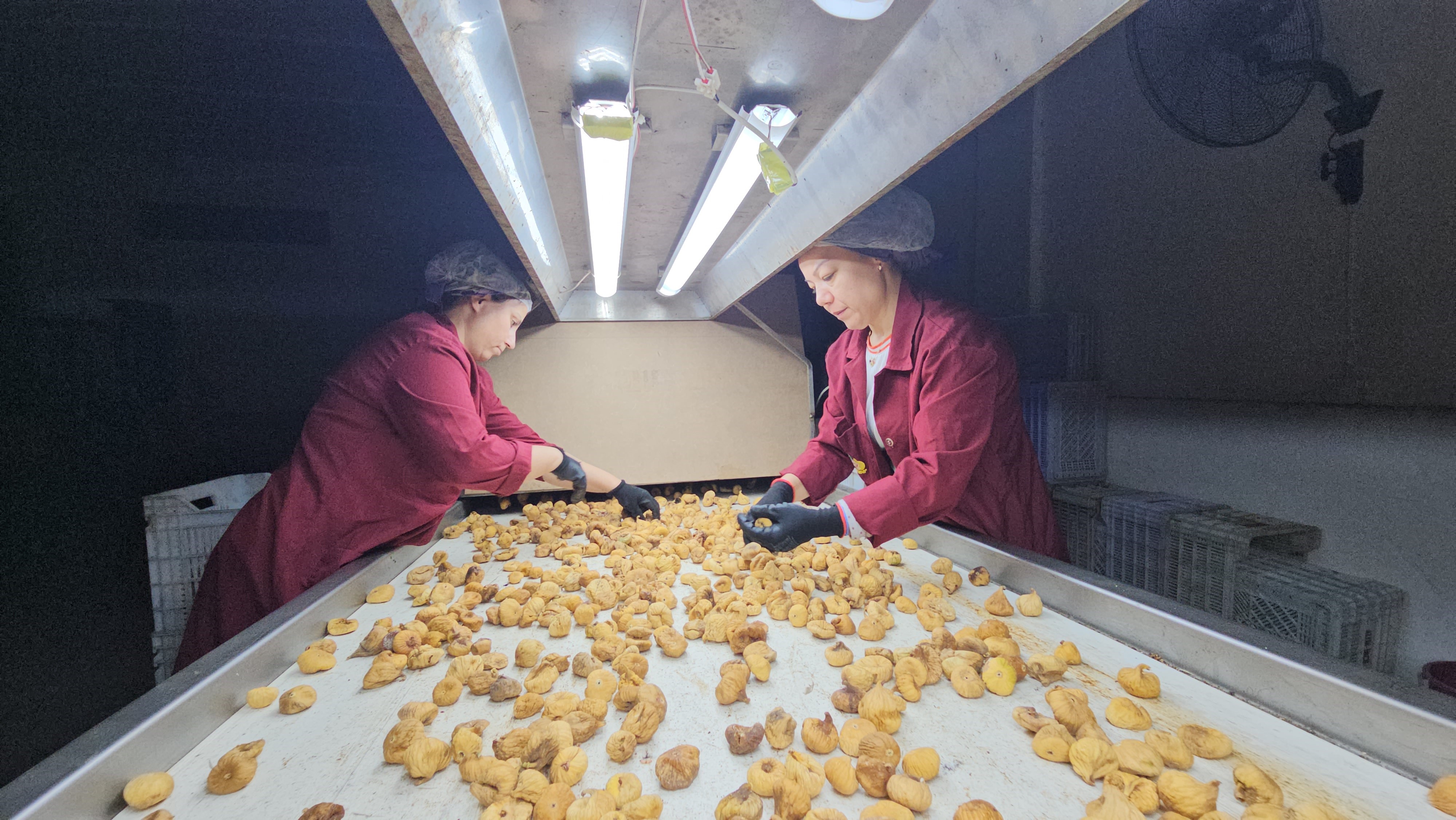 Aflatoksinli incire geçit yok