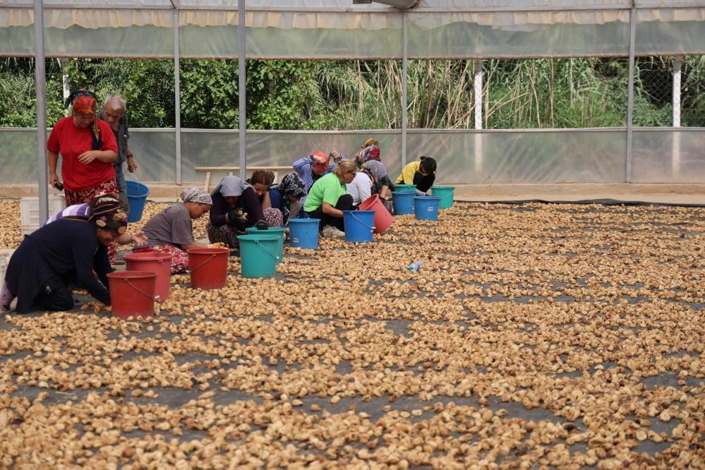 İncir üreticisi tek çatı altında toplanmak için çalışma başlattı