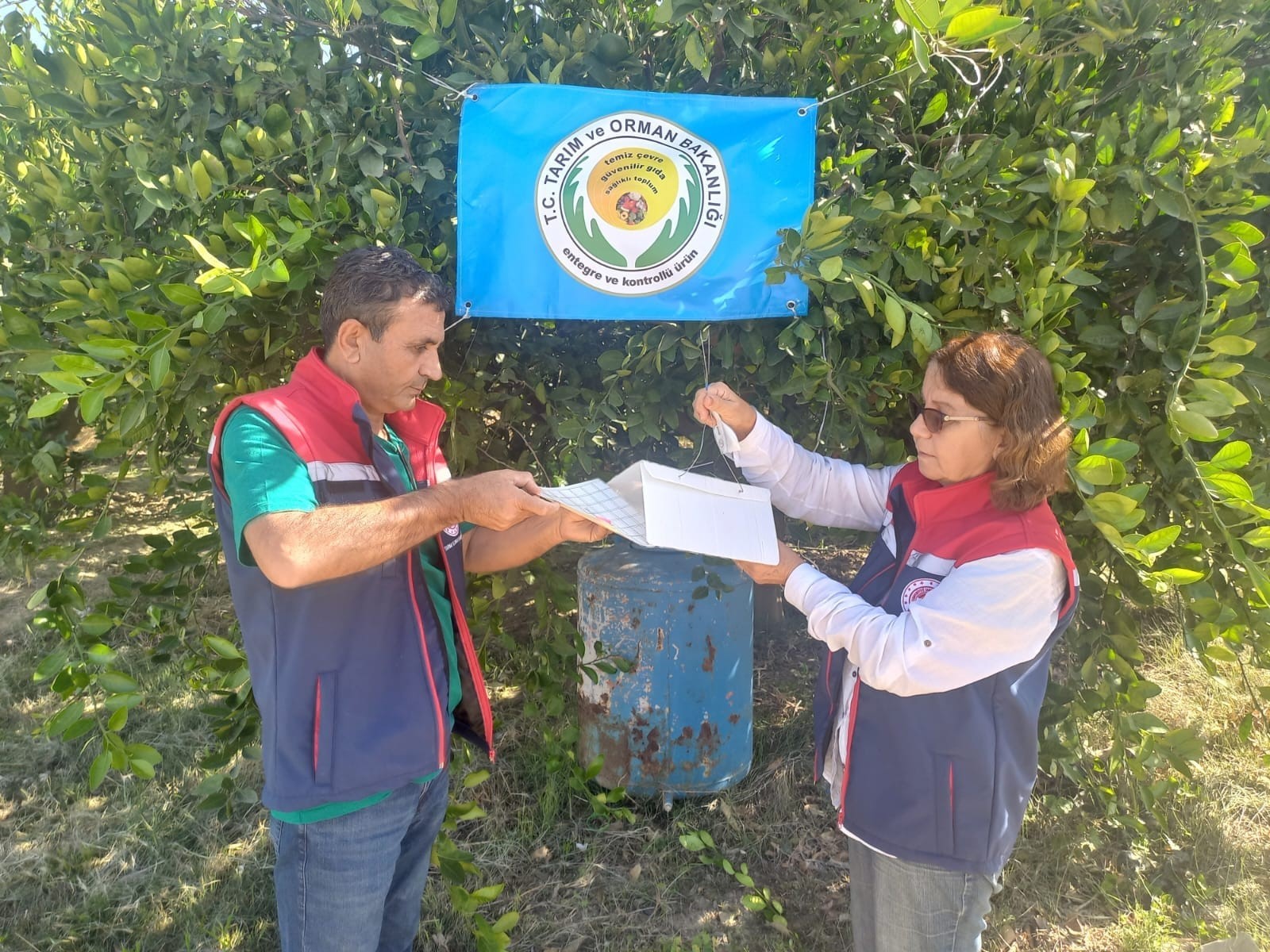 Aydın’da Akdeniz meyve sineği ile mücadele başladı