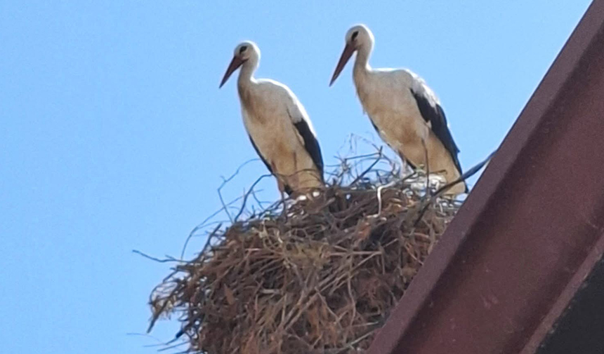 Kuşadası’na ilk defa leylek geldi