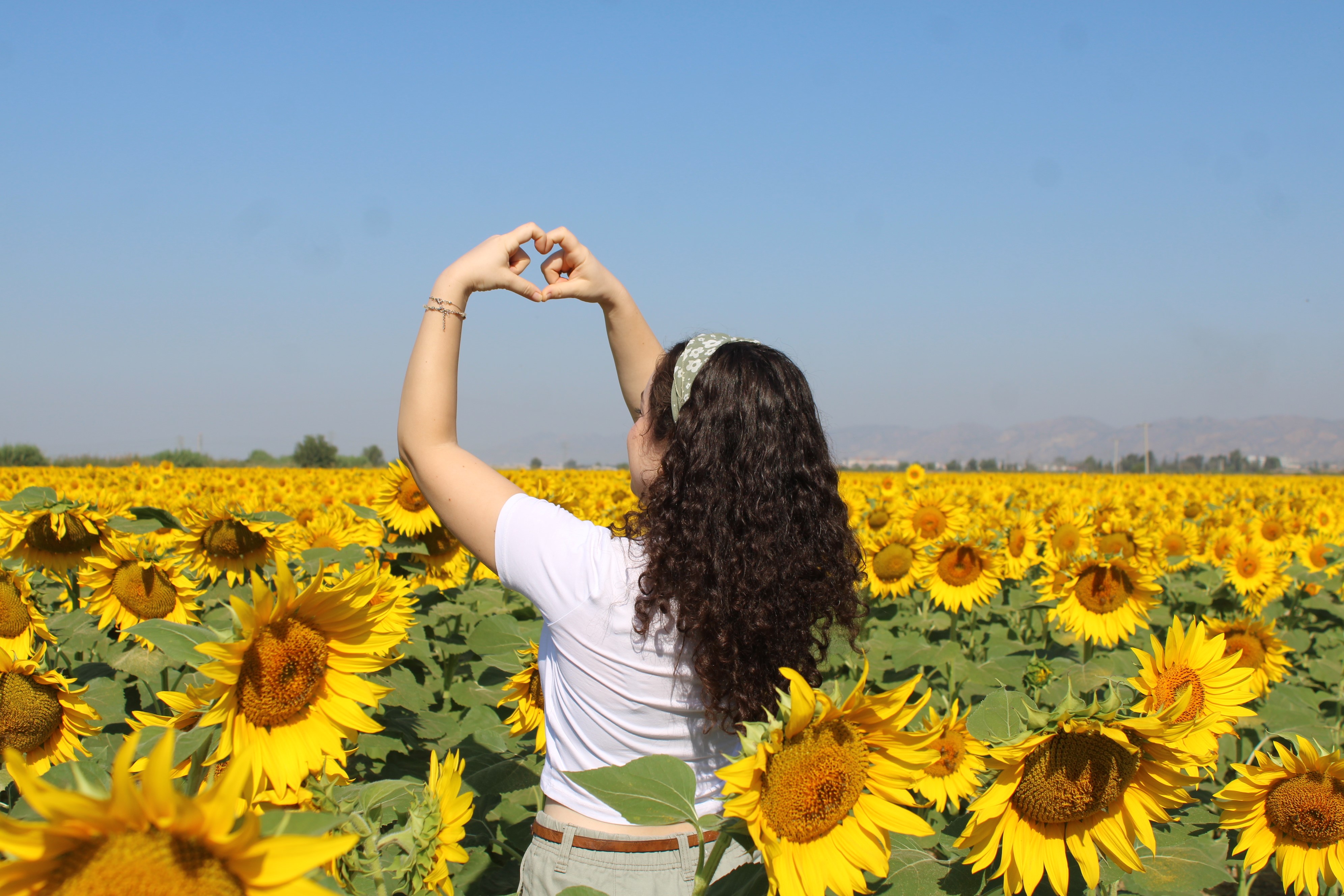 Aydın'da sarı renkleriyle şölen sunuyor