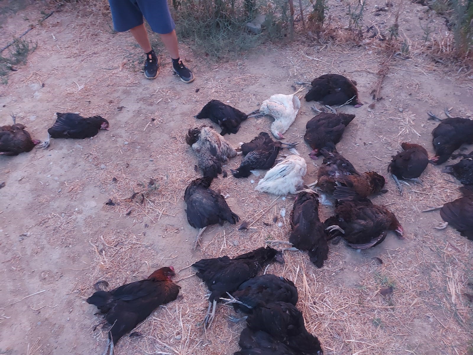 Sokak köpekleri 25 tavuğu telef etti