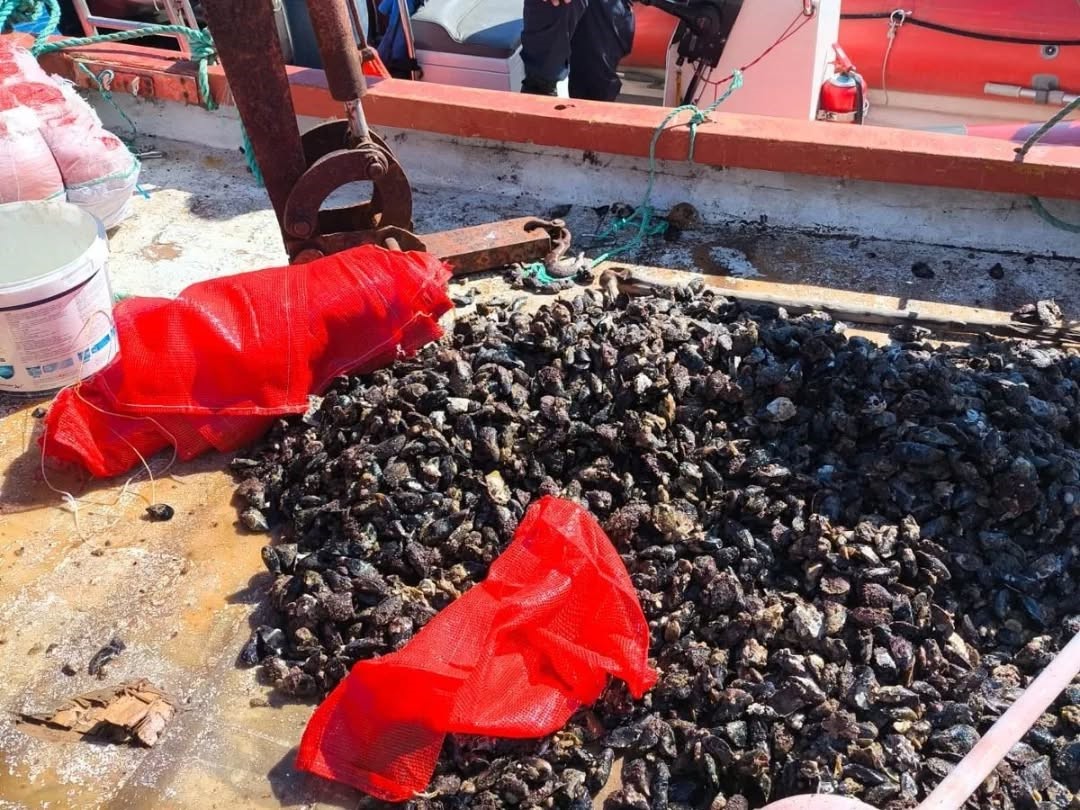 Kaçak avlanan 600 kilo midye tekrar denize bırakıldı