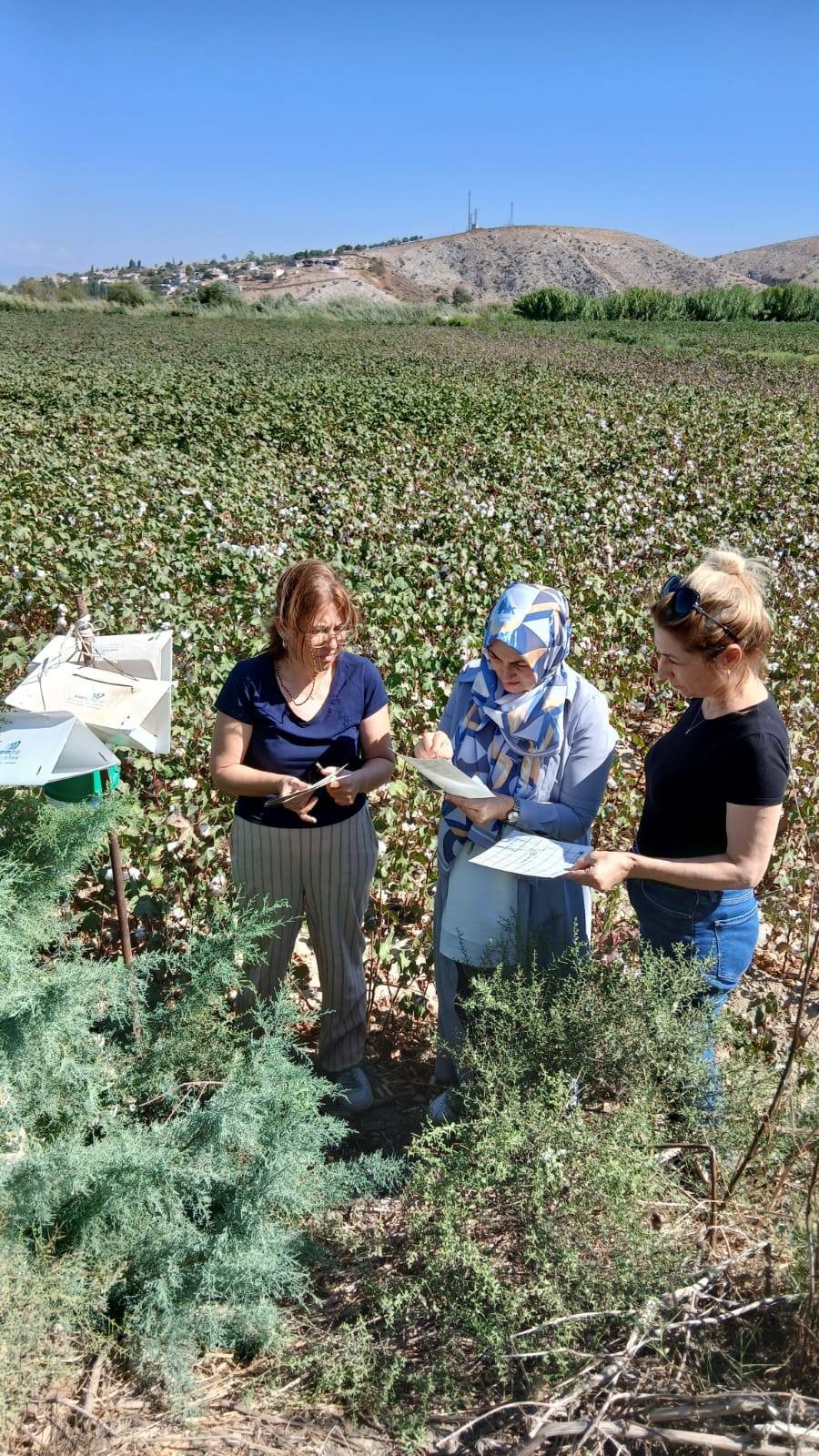 Pamukta pembekurt zararlısına karşı uyarı