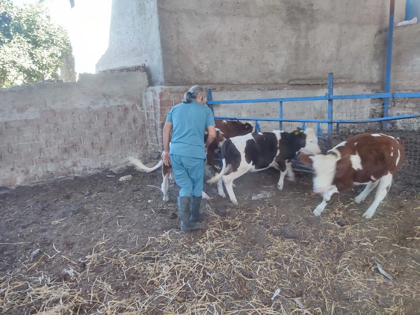 Hayvan sağlığı için aşılama çalışmaları devam ediyor