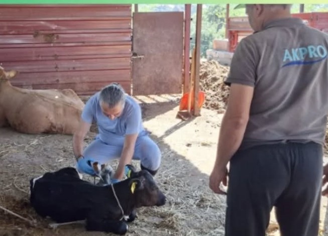 Aydın İl Tarım Müdürlüğü’nden üreticilere şap hastalığı uyarısı