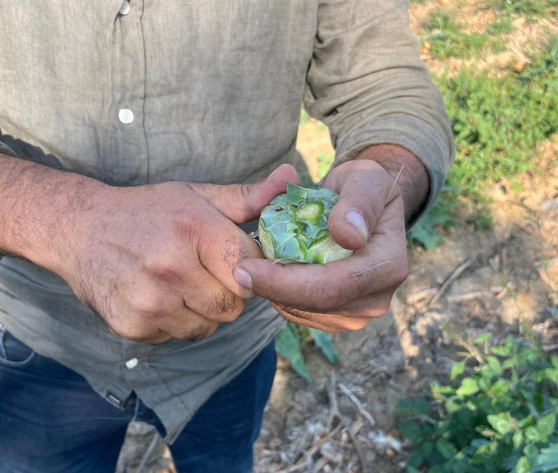 Aydın'ın tescilli ürünü enginarın kaymağını başkaları yiyor