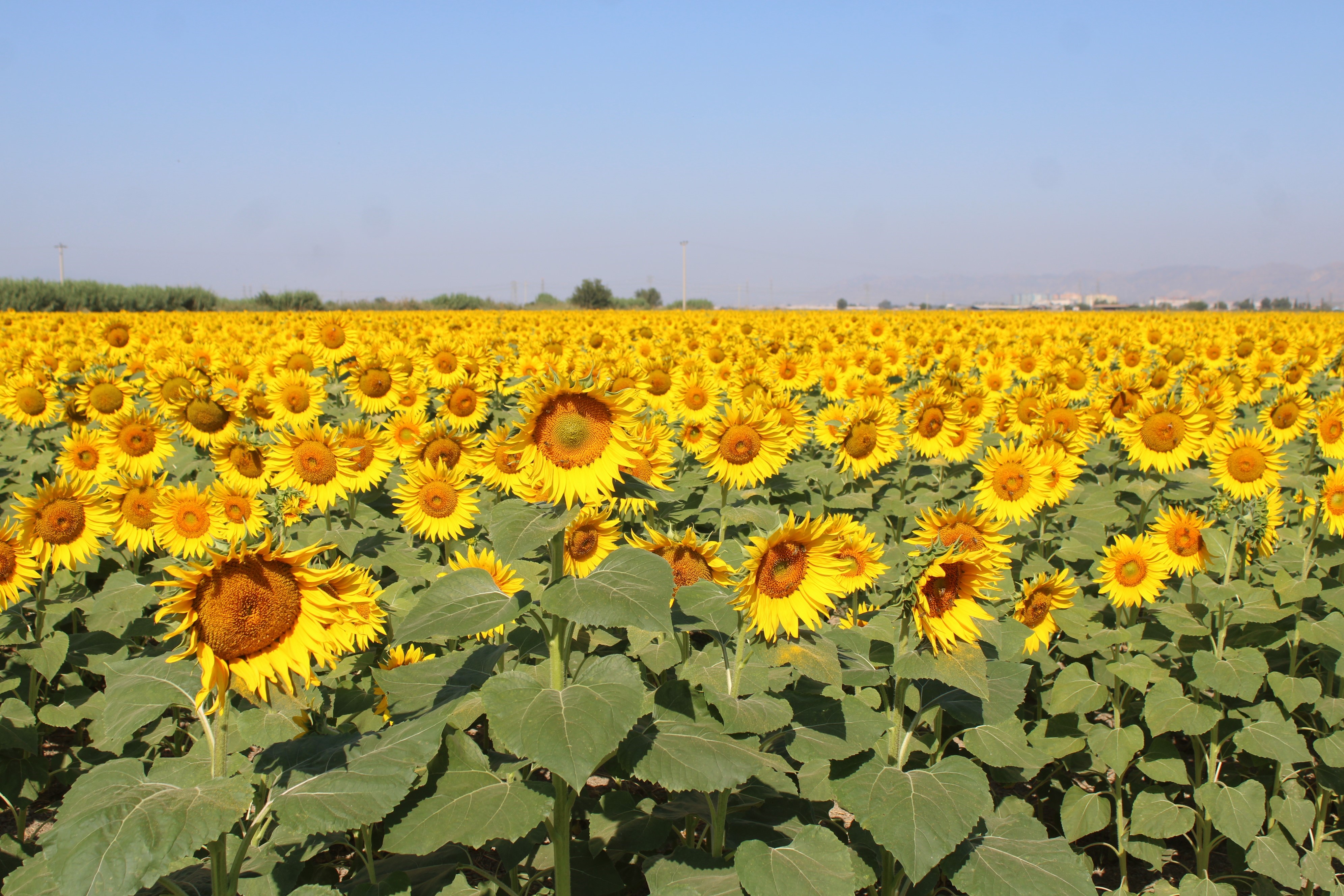 Ayçiçek alım fiyatları açıklandı