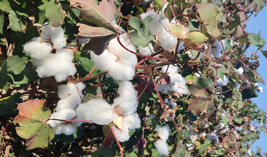 Pamuk hasat makinelerine denetim