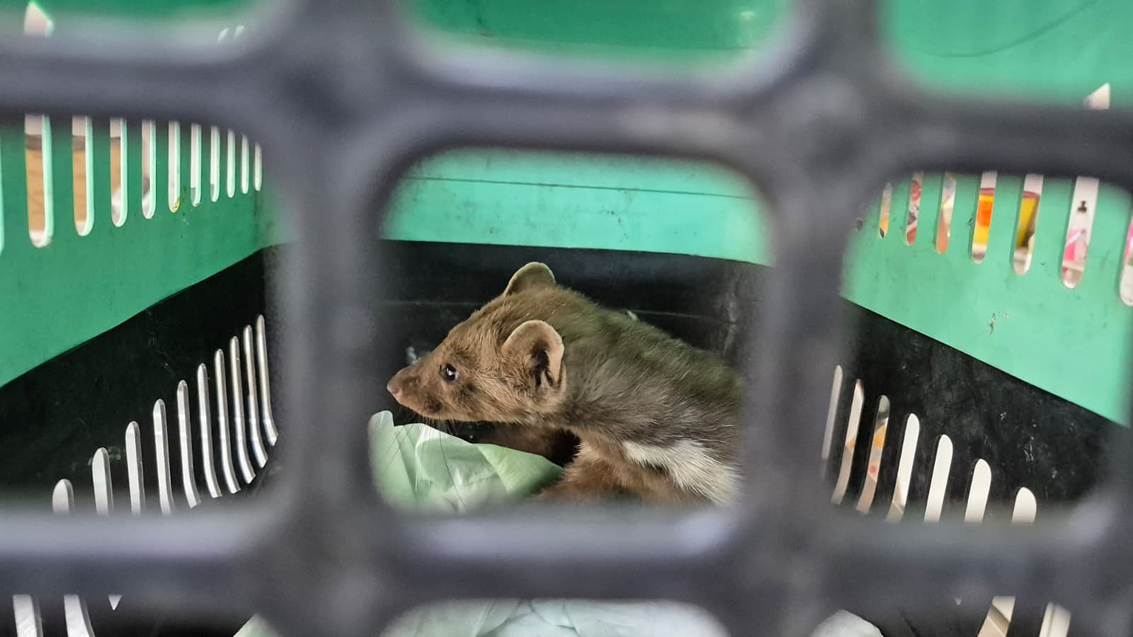 Kuşadası Belediyesi yaralı gelinciğe yaşam umudu oldu