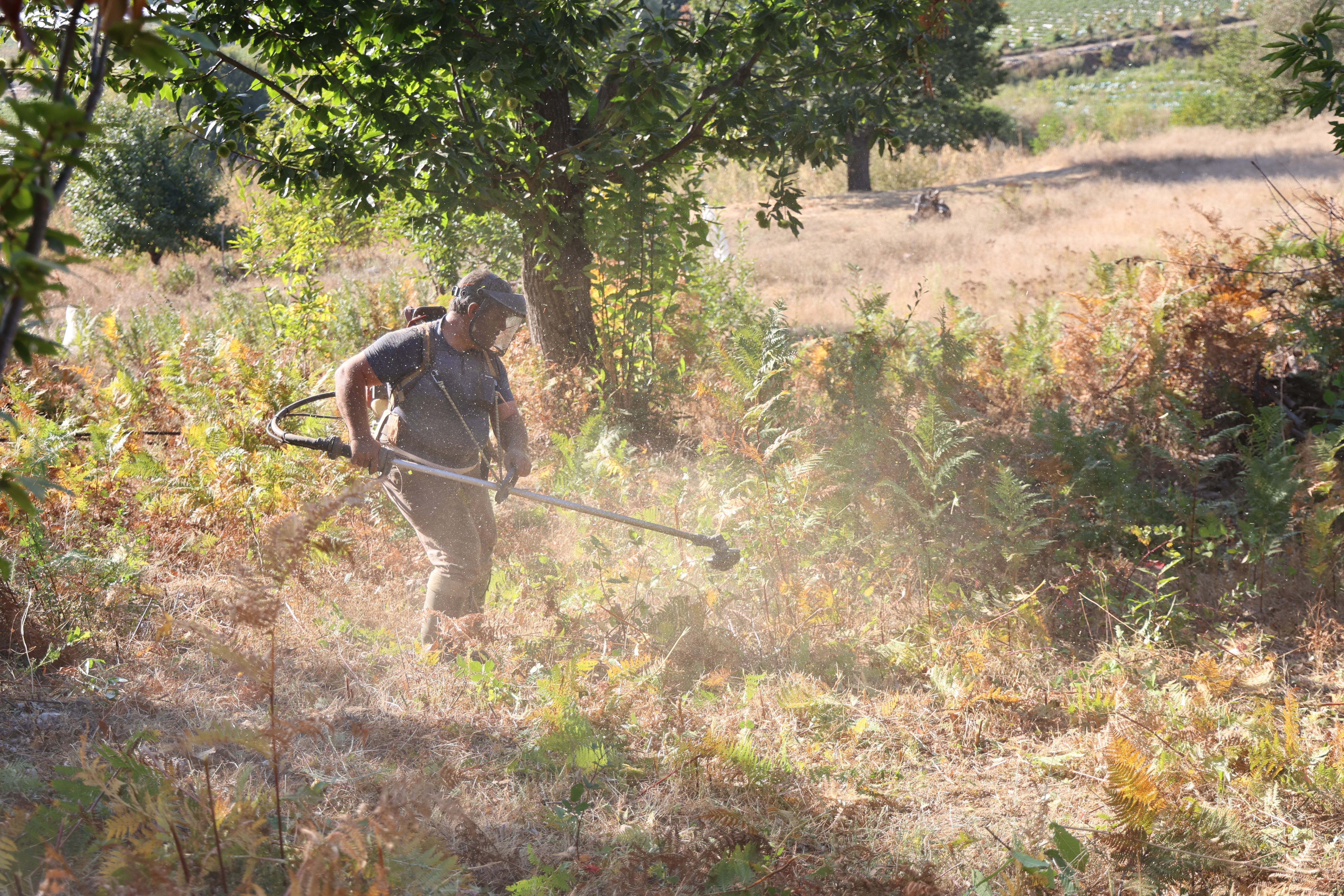 Aydın'da kestane hasat sezonu için hazırlıklar başladı
