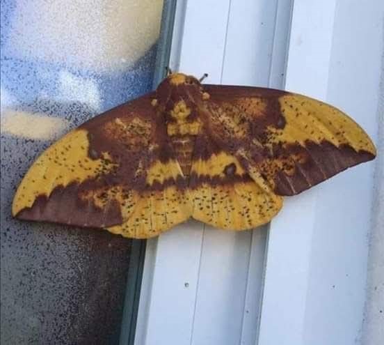 Aydın'da kelebeğin sırtındaki insan silüeti dikkat çekti