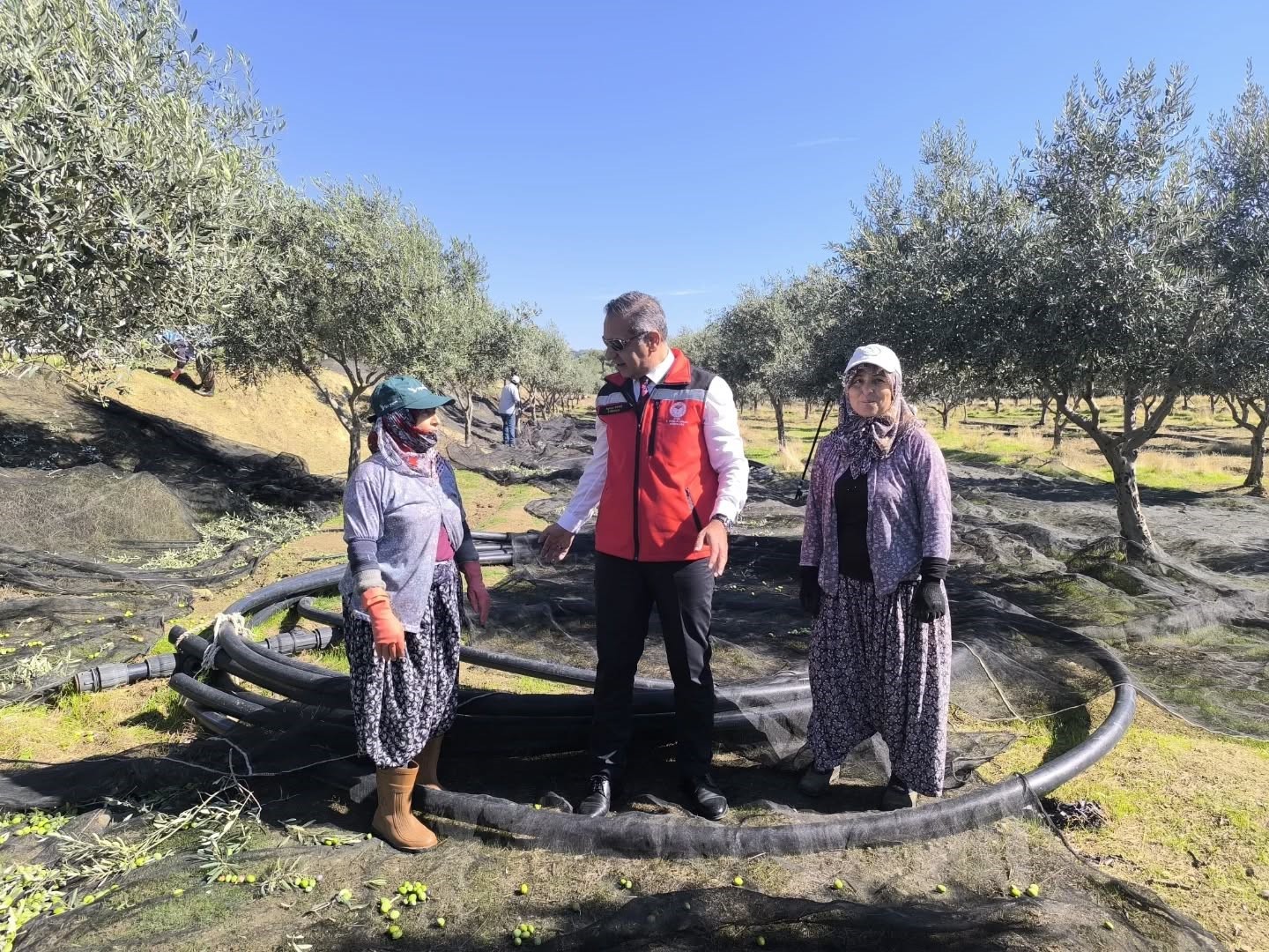 Aydın, zeytincilikte Türkiye’nin zirvesinde