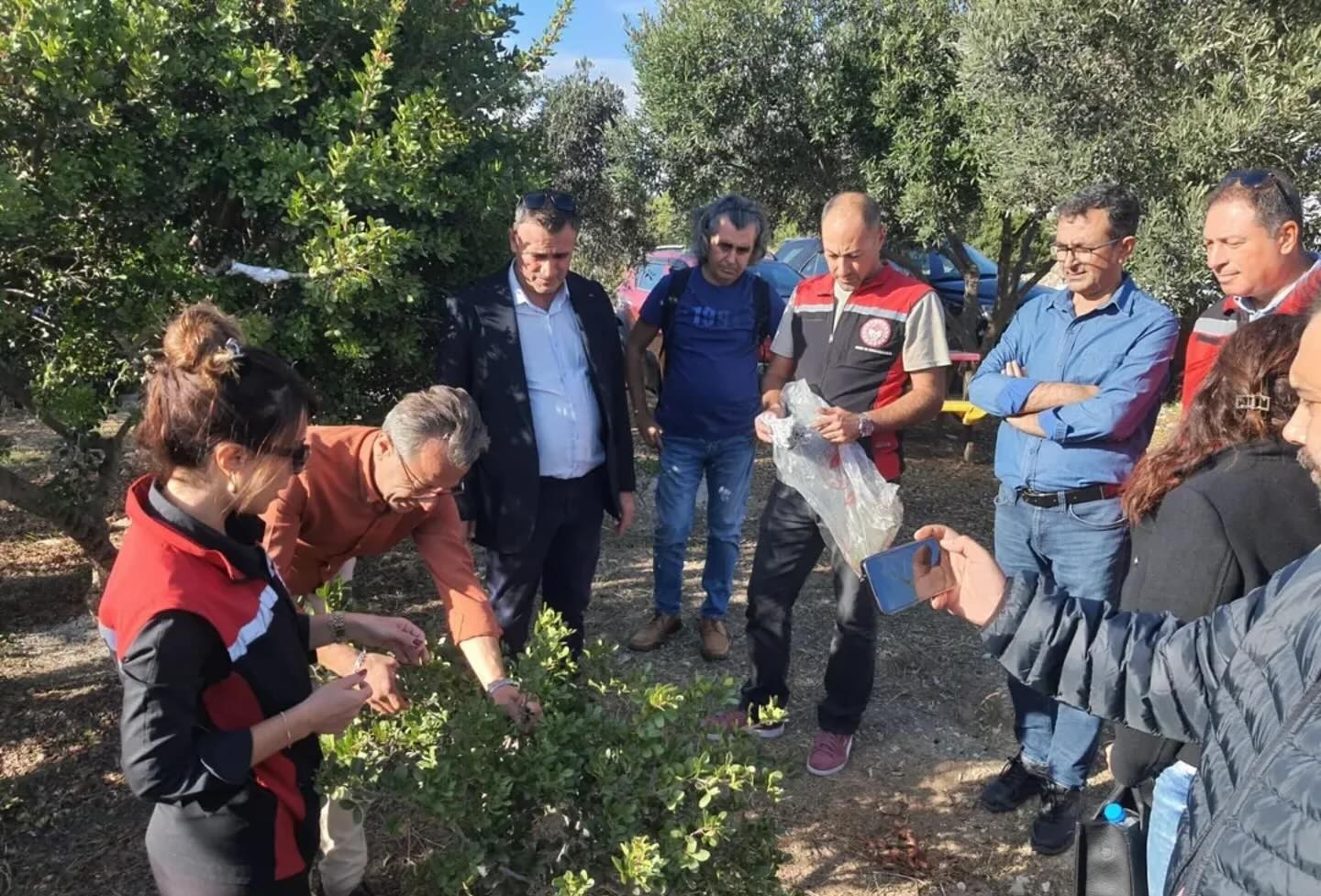 Aydın'da sakız ağacı üretimi yaygınlaştırılacak