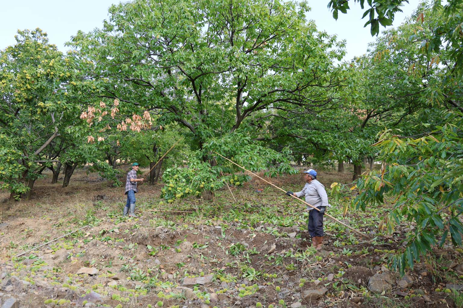 Aydın'ın dağlarında hareketlilik başladı, kestane üreticilerini hasat telaşı sardı