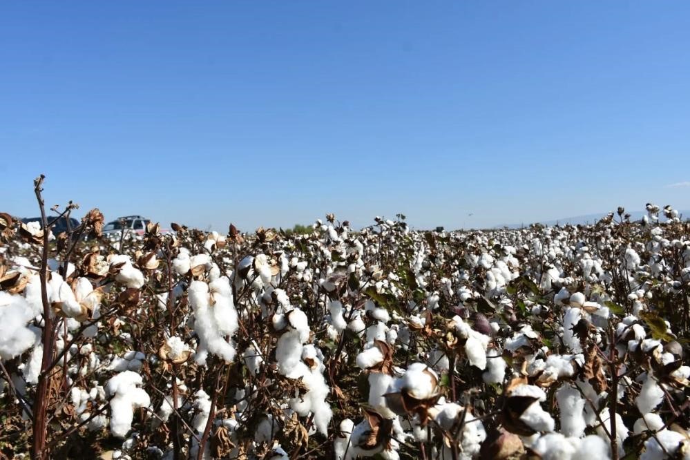 Aydın’da pamuk üreticilerine uyarı