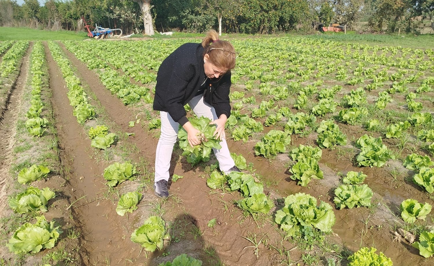 Gıda güvenliği için marul tarlalarında numune alındı
