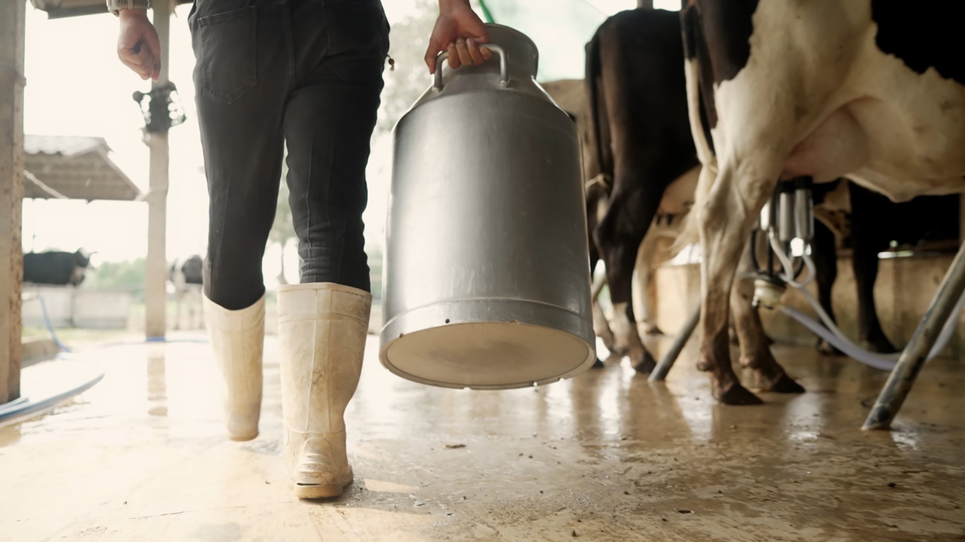 Aydın'da 9 bin 543 üreticiye toplam 66 milyon TL ödeme yapılacak