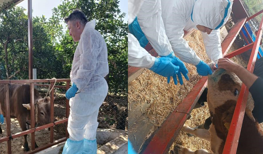 Nazilli’de şap hastalığıyla mücadele sürüyor