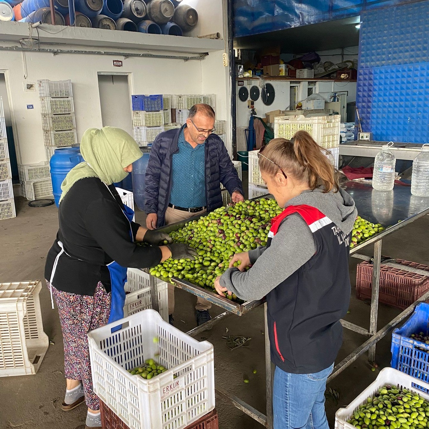 Zeytin rekoltesi ve kalite kontrol çalışmaları sürüyor