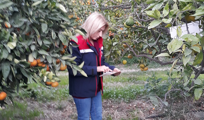 Zararlı popülasyonunda artış görüldü