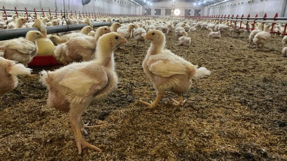 Üreticilere Kuş Gribi riski uyarısı