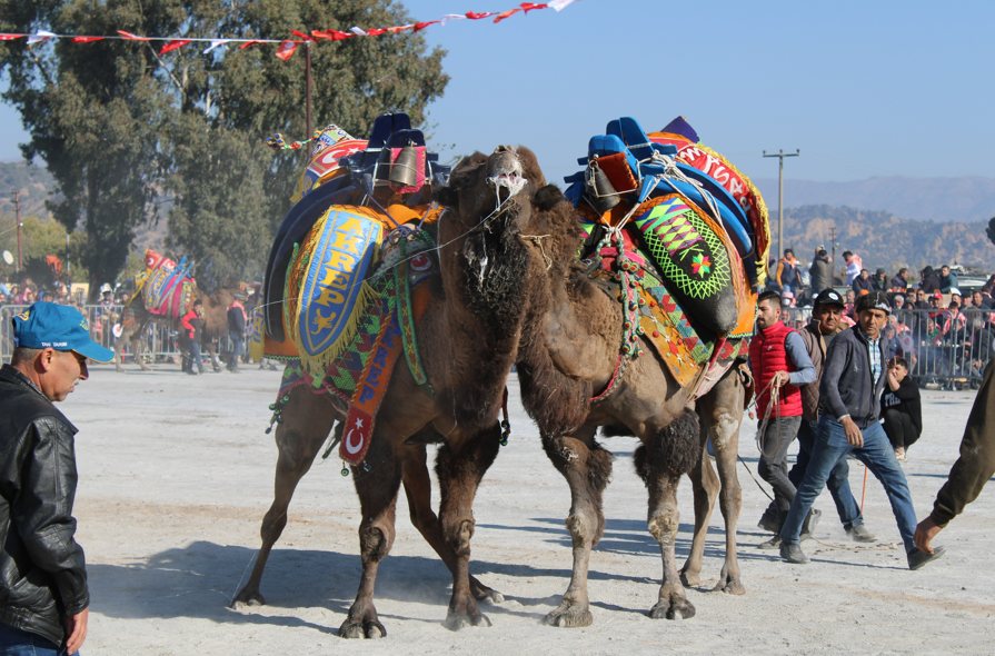 Aydın'da deve güreşleri ertelendi