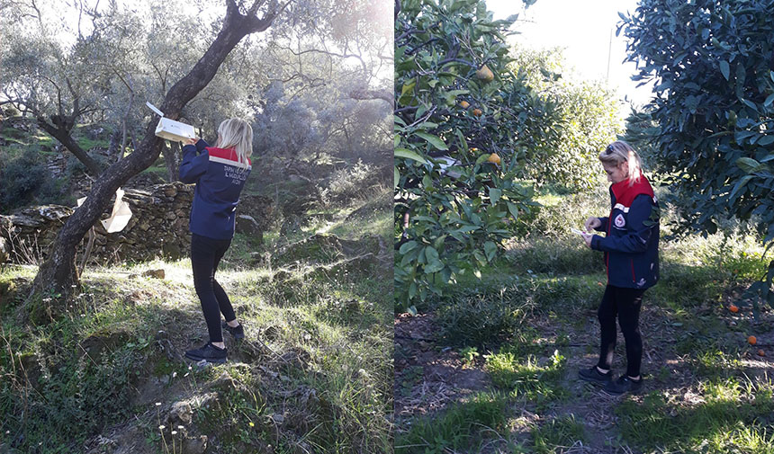 Zeytin sineği mücadelesi devam ediyor