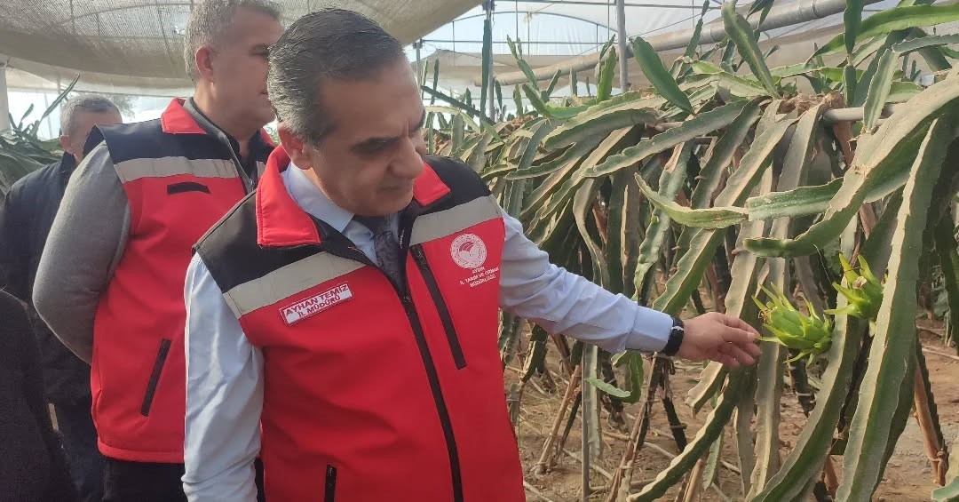 Aydın'da pitaya üretimi genişliyor