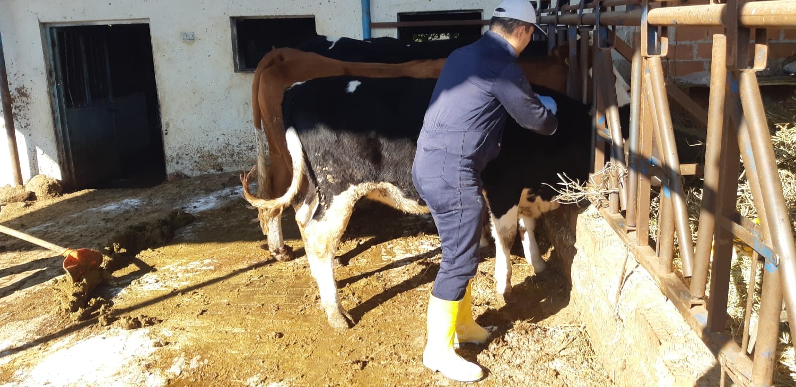 ​​​​​​​Aydın’da şap hastalığına karşı aşılama çalışmaları sürüyor