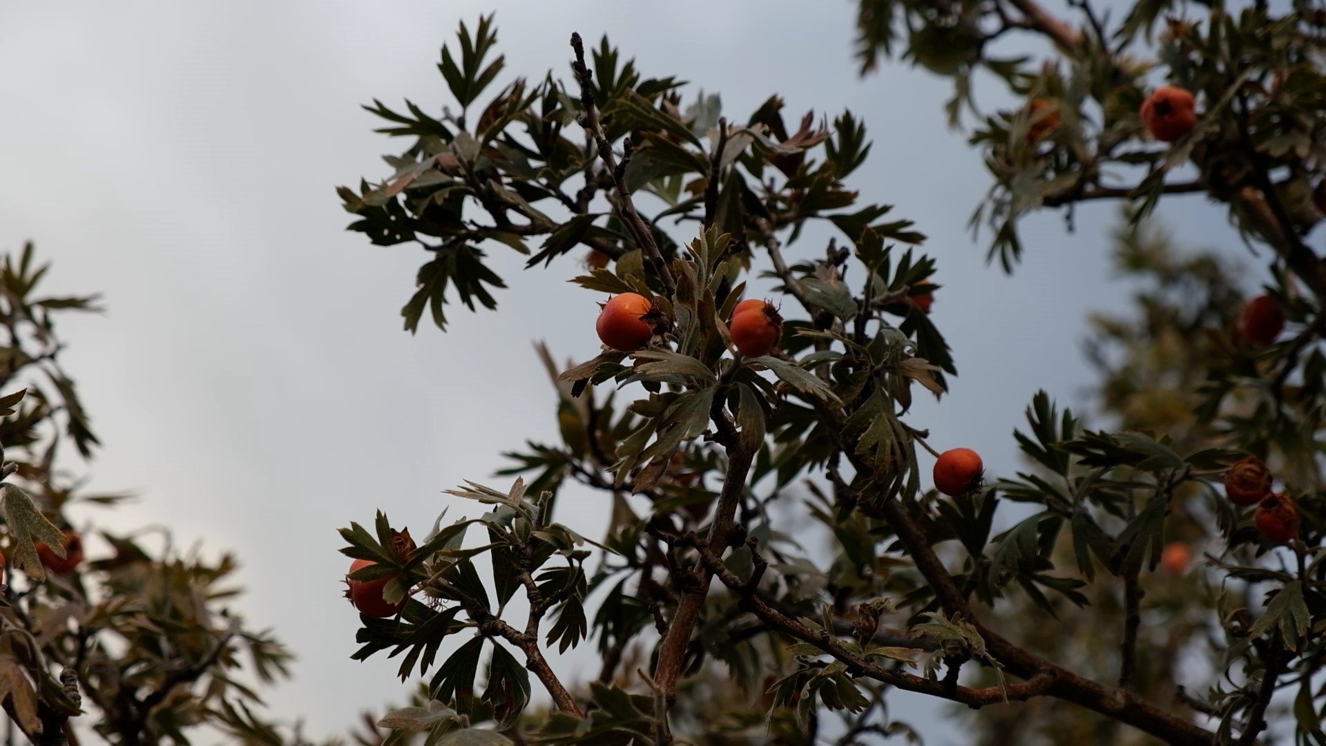 Alıç meyvesine vatandaşlar ilgi gösteriyor