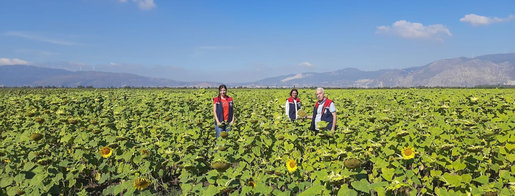 10 bin dekarlık alana ayçiçeği tohumu dağıtılacak