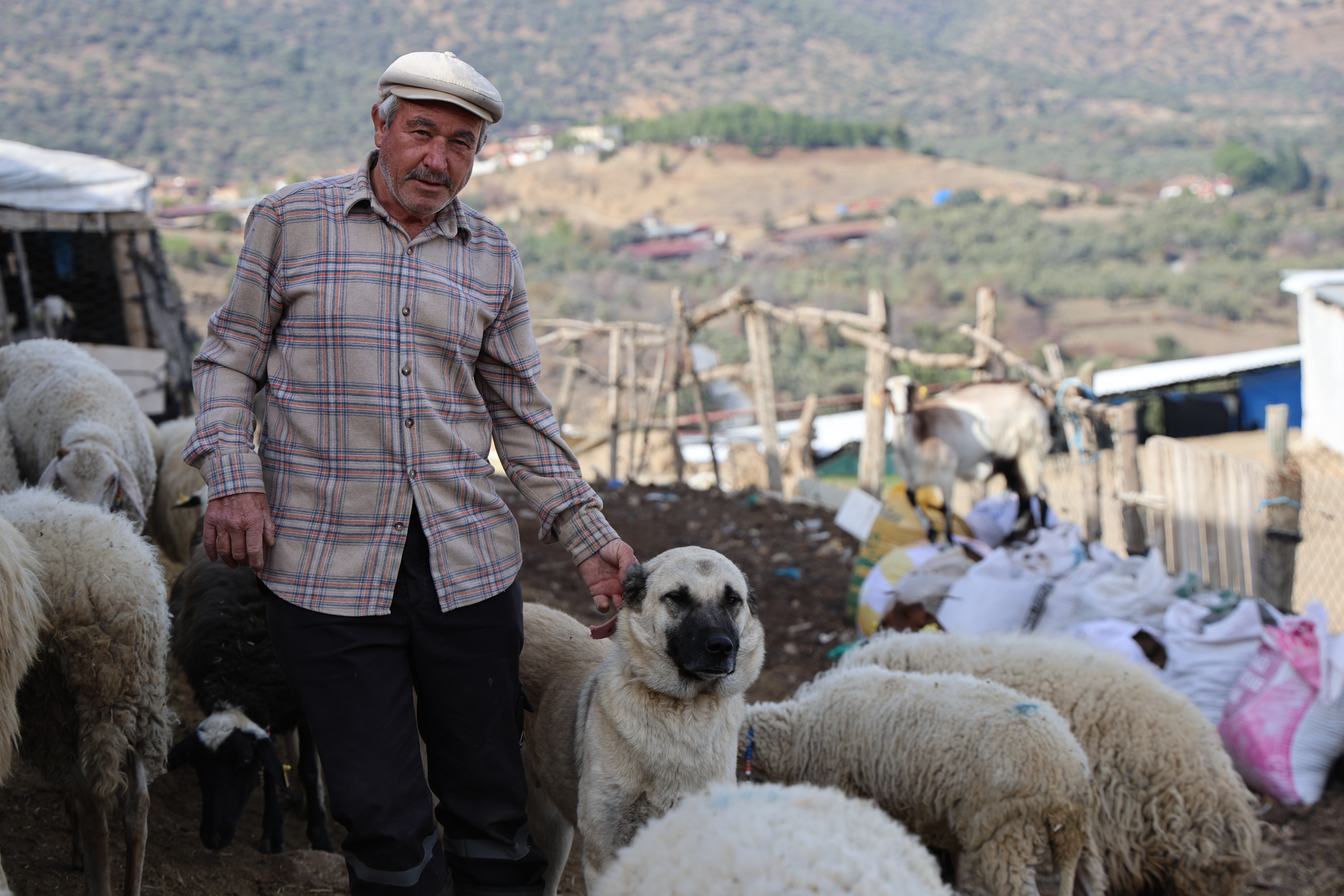 Şap karantinası meraları boşalttı