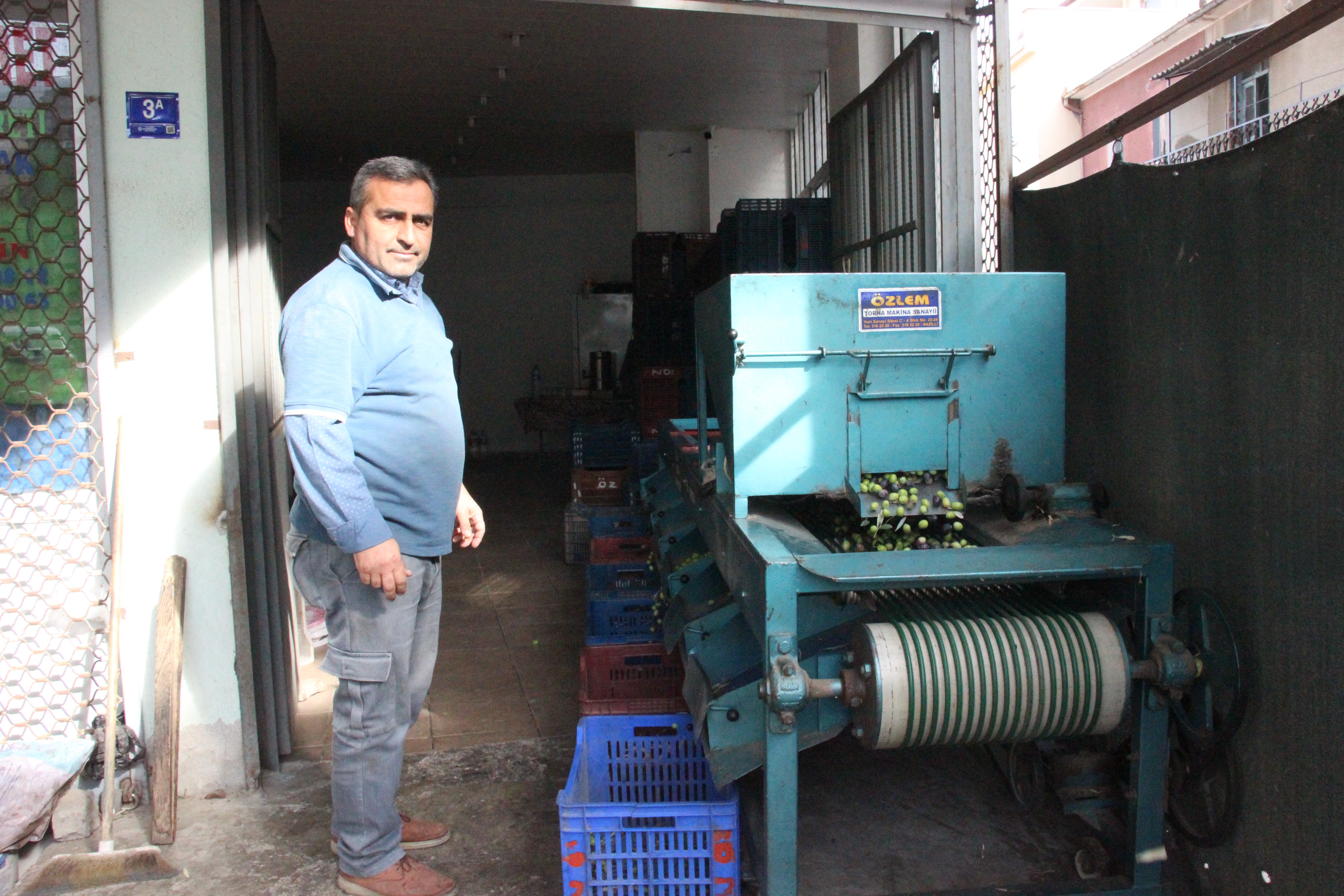 Hasat edilen zeytinler boyuna göre ayrılıyor, fiyatı kaliteyle şekilleniyor