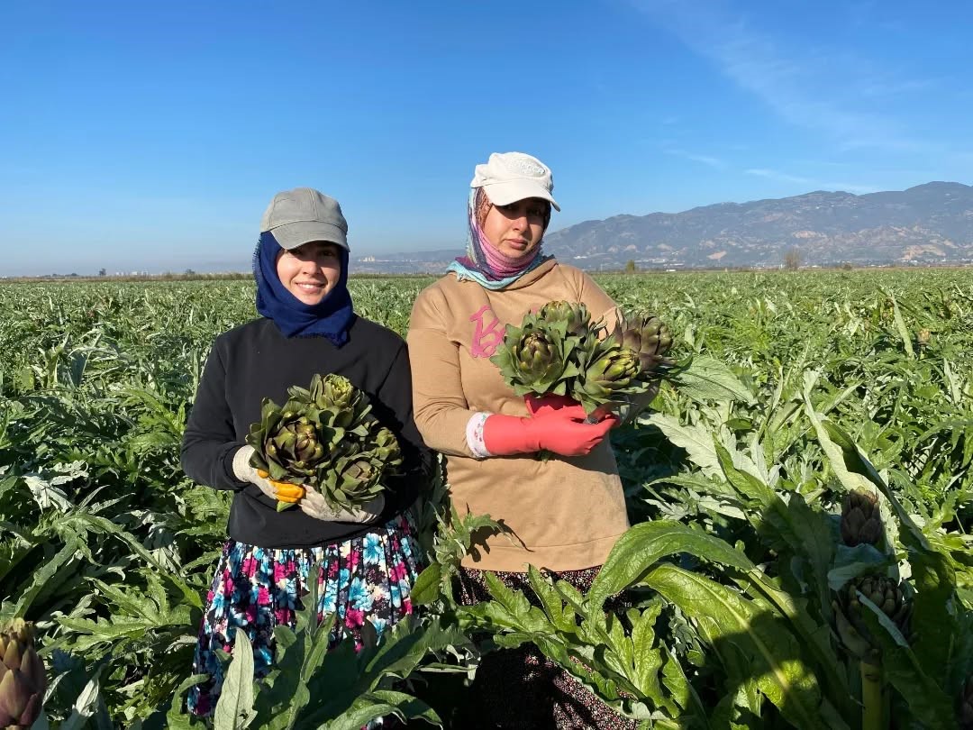 Coğrafi İşaretli Aydın Enginarı'nda yılın ilk hasadı yapıldı