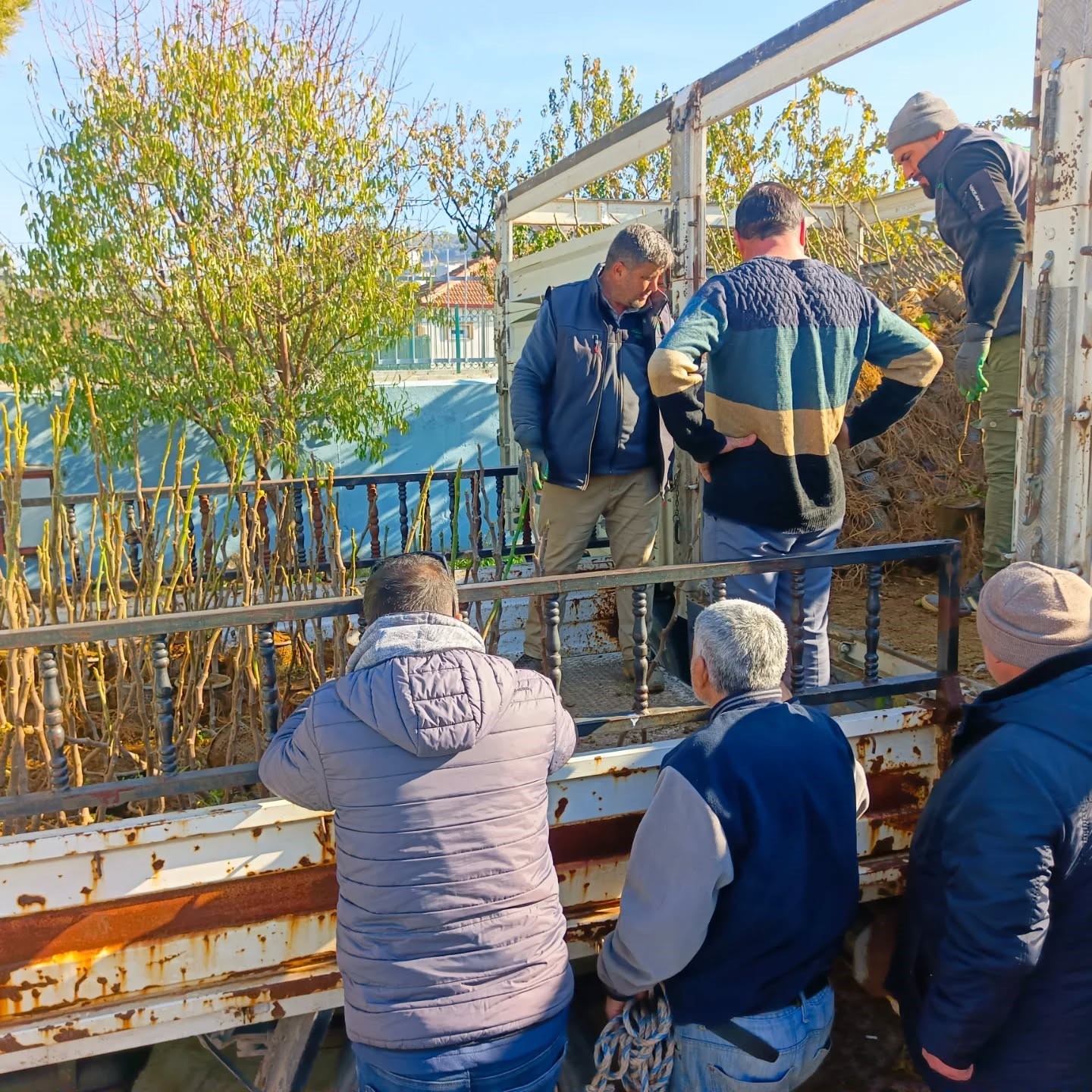 Üreticiye 4 bin incir fidanı dağıtıldı