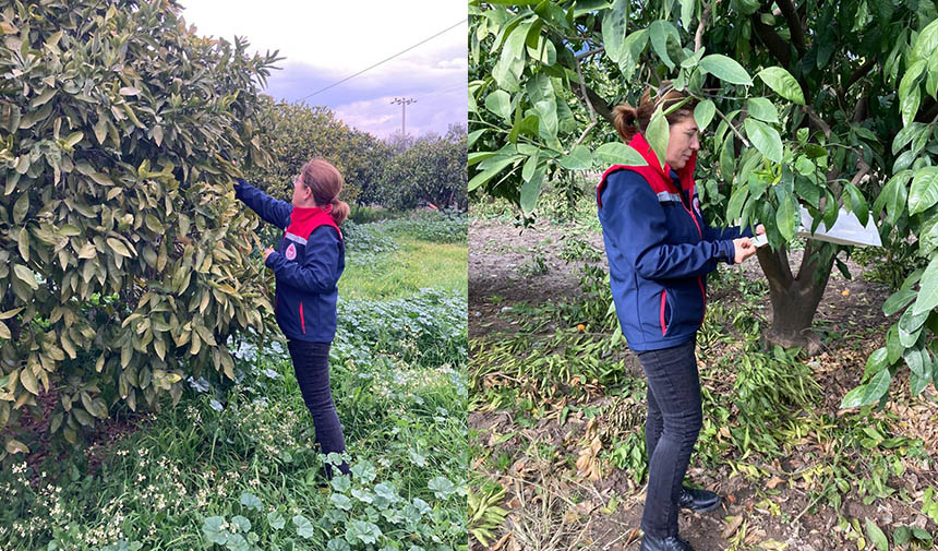 Narenciye bahçeleri kontrol edildi