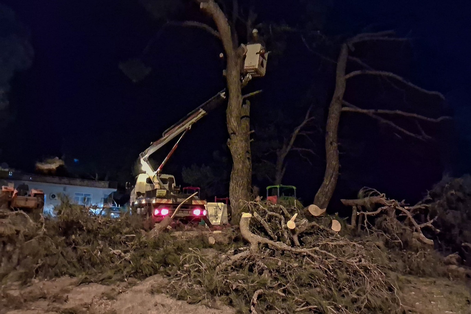 Fırtına çam ağacını devirdi