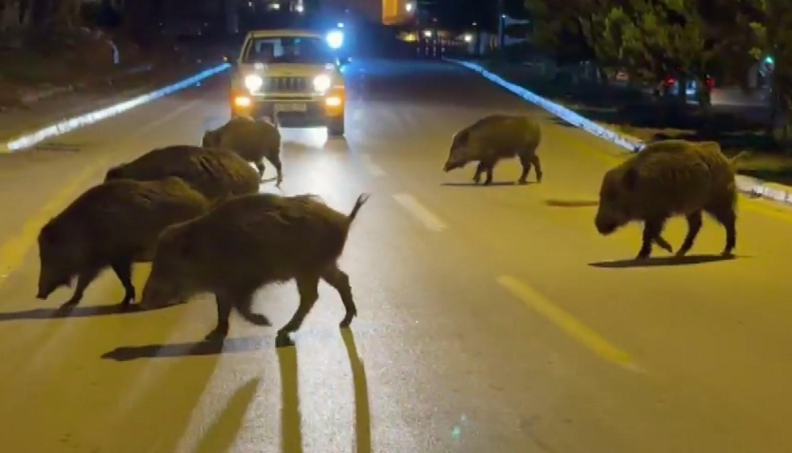 Kuşadası'nda domuzlar şehri mesken tuttu