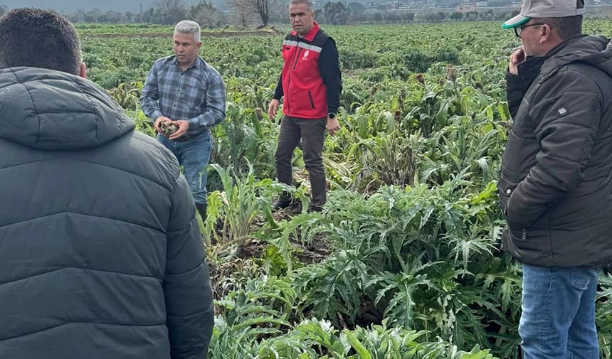 Enginar tarlaları incelendi, üreticiler TARSİM hakkında bilgilendirildi
