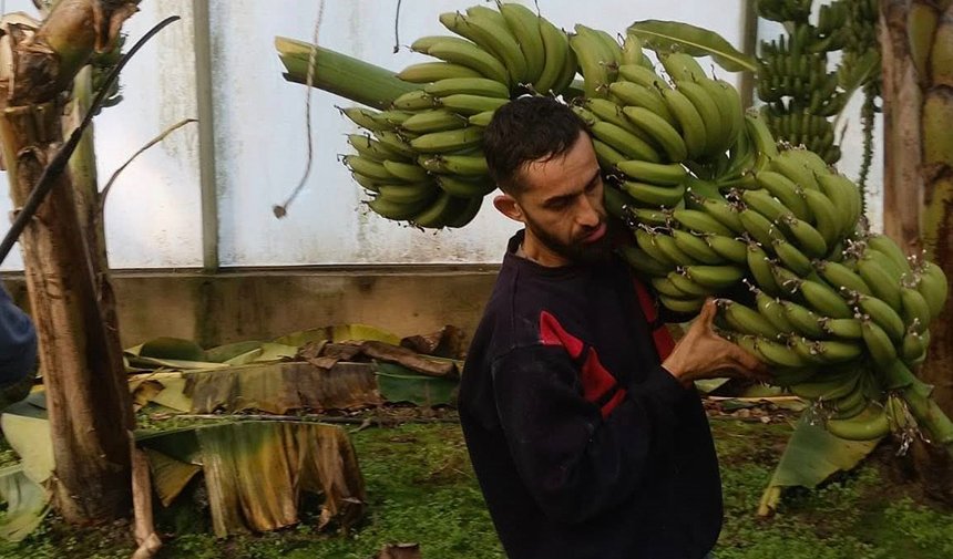 Aydın’da muz hasadı başladı