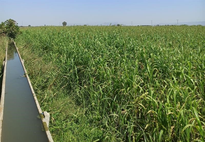 Aydın’da kaba yem üretimi artıyor