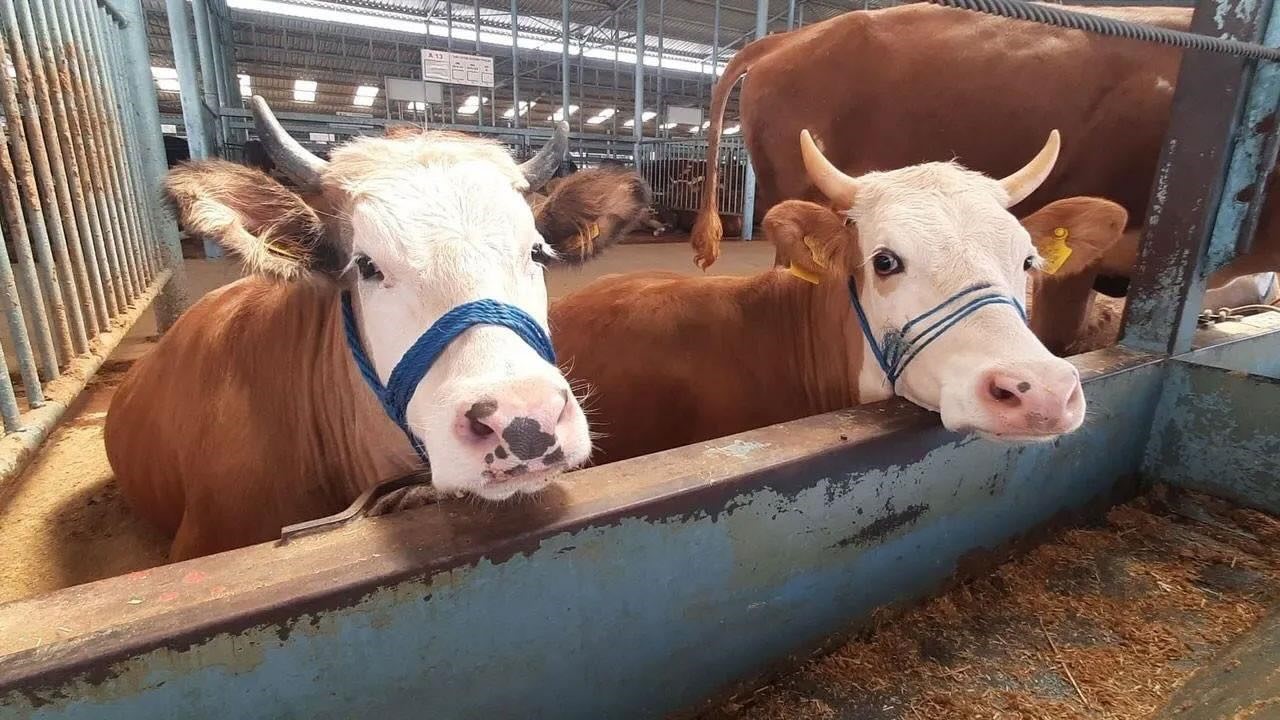 Köşk'te karantina kaldırıldı