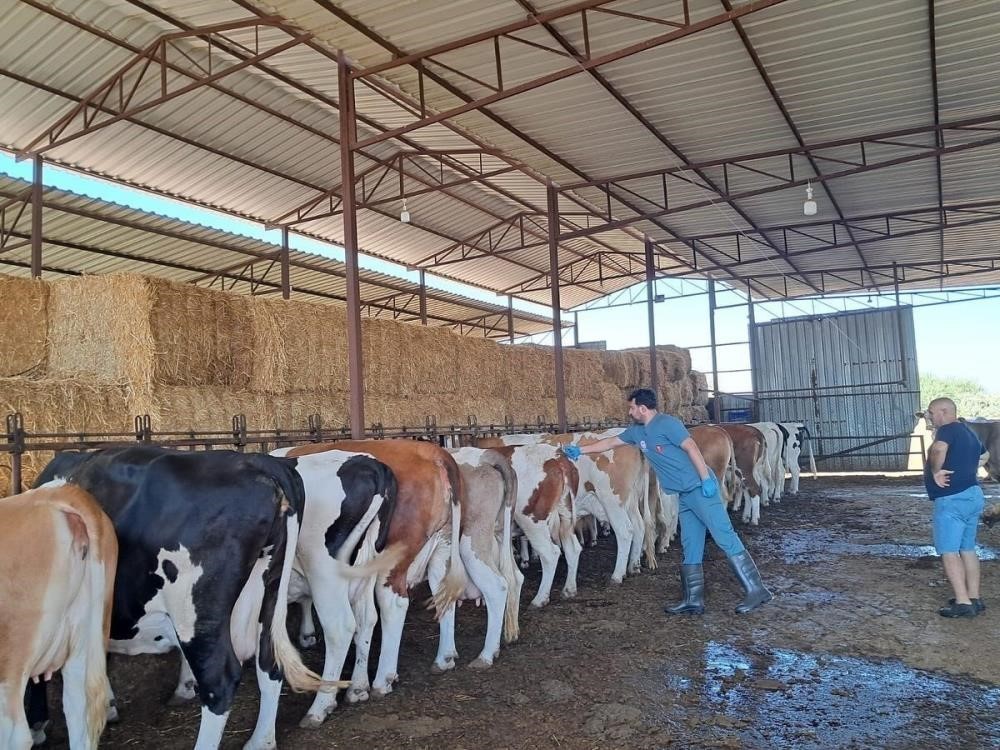 Bozdoğan’da şap hastalığı sona erdi