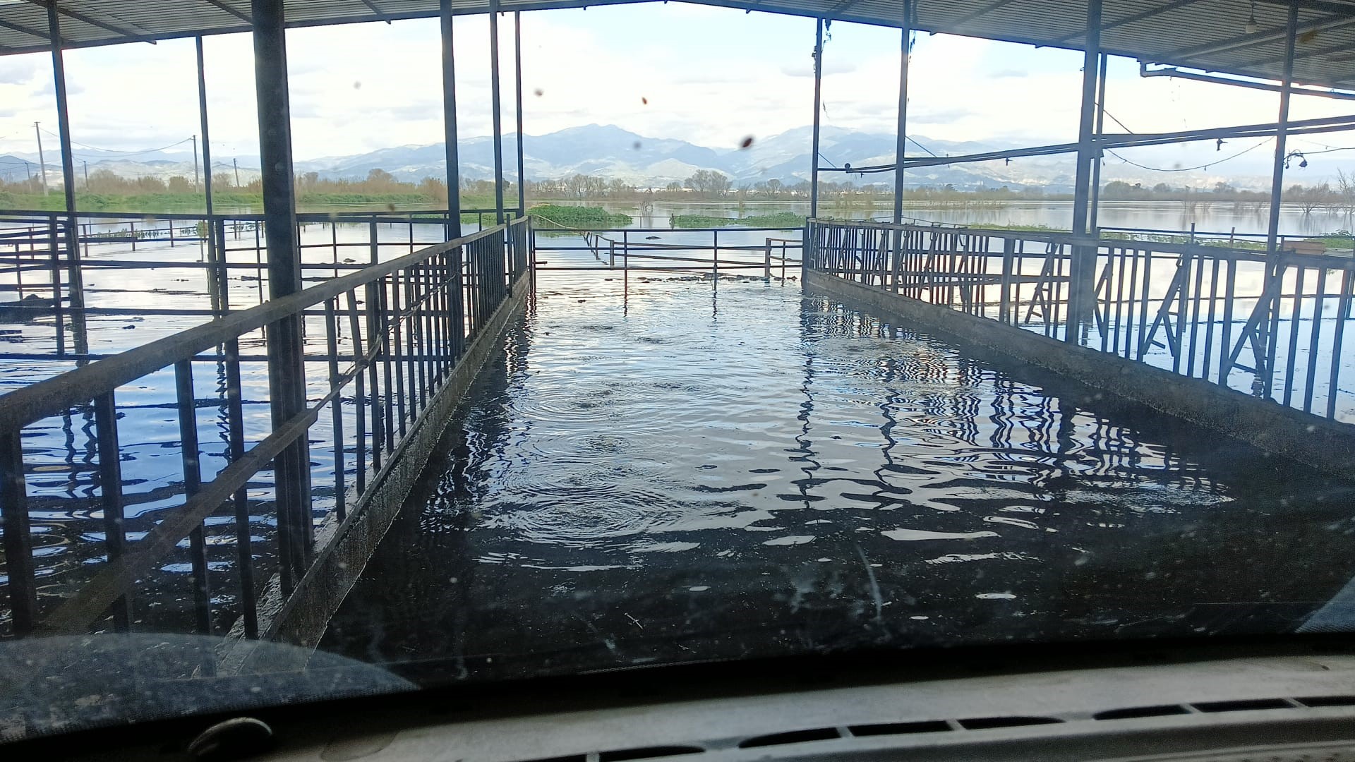 Hayvan damları sular altında kaldı, hayvanlar tahliye edildi
