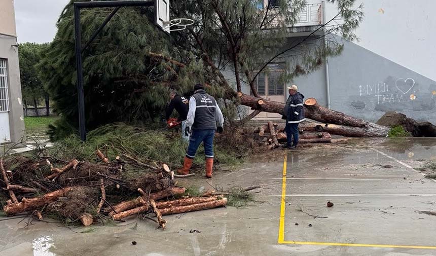 Okul bahçesindeki çam ağaçları kuvvetli rüzgara dayanamadı