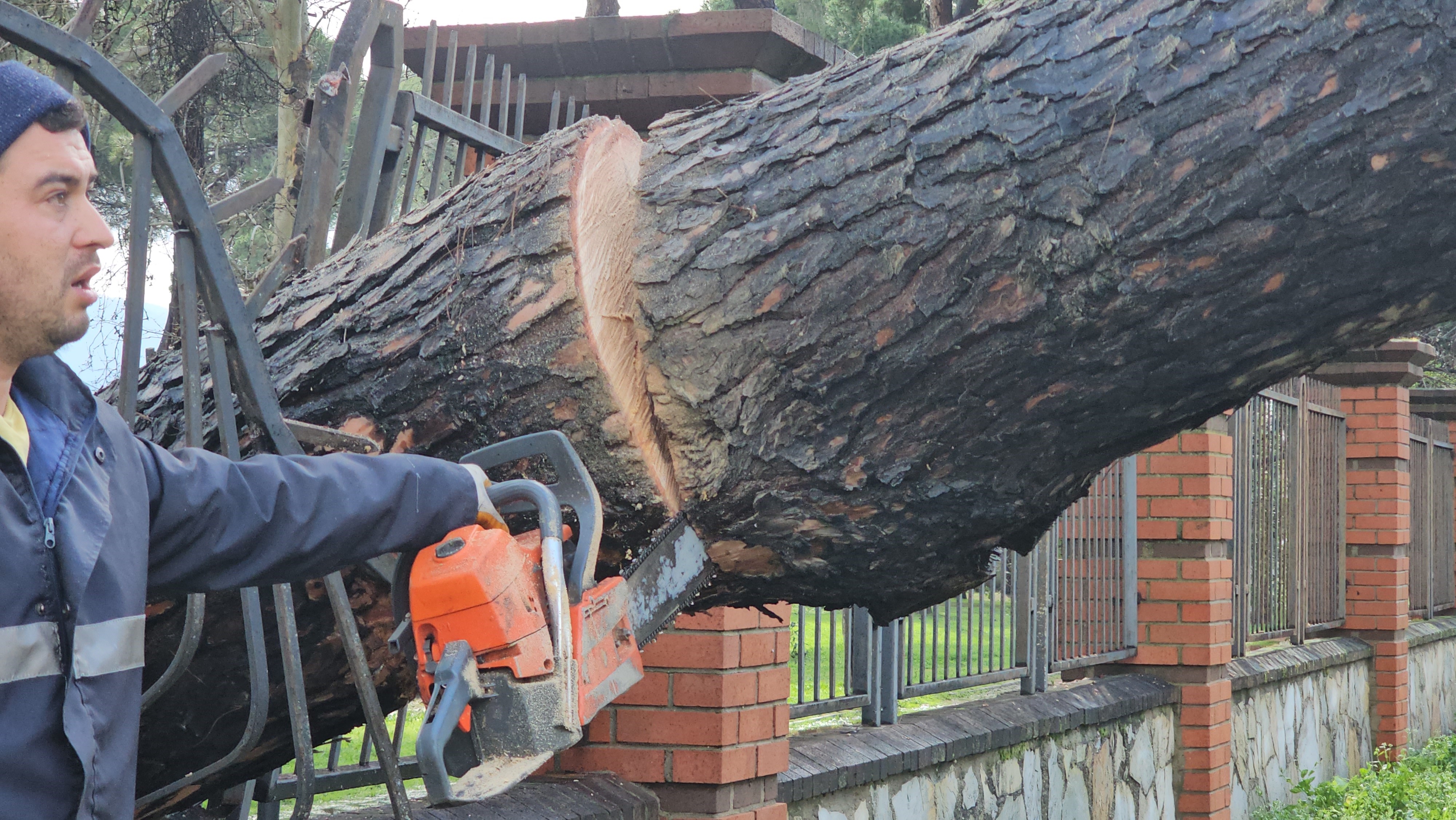 Nazilli'de fırtınayla devrilen dev çam ağacı karayolunu trafiğe kapadı